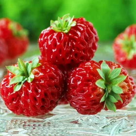 Sadilni material jagode Malina Framberry