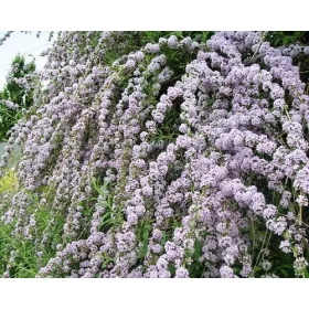   ZVITANOLISTNA BUTELJA UNIKAT PBR Buddleja alternifolia SEMENSKE P9