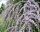 ZVITANOLISTNA BUTELJA UNIKAT PBR Buddleja alternifolia SEMENSKE P9