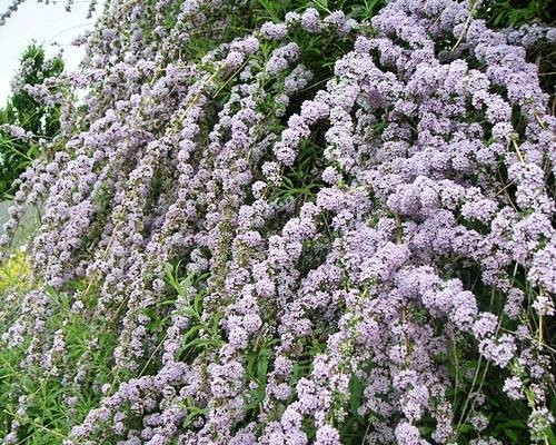 ZVITANOLISTNA BUTELJA UNIKAT PBR Buddleja alternifolia SEMENSKE P9