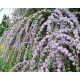 ZVITANOLISTNA BUTELJA UNIKAT PBR Buddleja alternifolia SEMENSKE P9