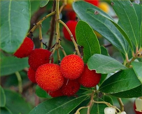 BOROVNICA JAGODA Arbutus unedo SADITEV V POSODI P9