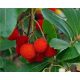 BOROVNICA JAGODA Arbutus unedo SADITEV V POSODI P9