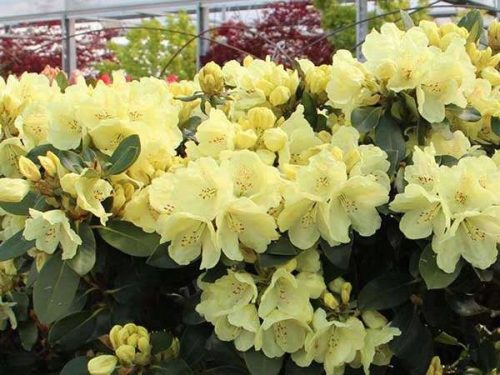 ZLATA KRONA rododendron // pritlikava, nizka sorta