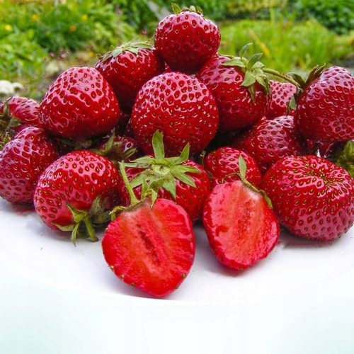Honeoye jagoda - Zelo zgodnja sladica 10 kos frigo sadika