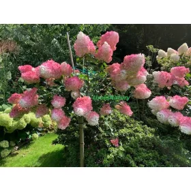 Hortenzija na deblu 100-130 cm v posodi 3-5l