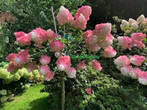 Hortenzija na deblu 100-130 cm v posodi 3-5l