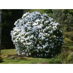   Beli rododendron Catawbiense Album hitro rastoči v posodi 0,5-1l 30-40 cm