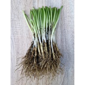 DIVJI ČESEN SEMENKE PO MERI 60 kosov