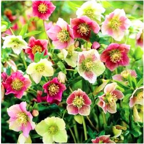 CIEMIERNIK HELLEBORUS MIX sadike 3 kosov + GRATIS