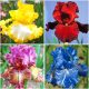 IRIS GERMANICA MEŠANICA BARV IN SORT