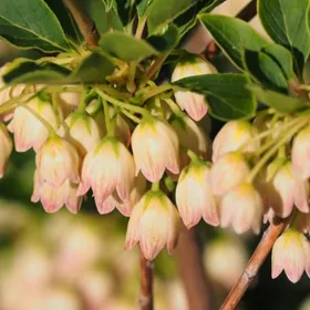 Enkiant Prettycoat, čudoviti grmi iz Japonske