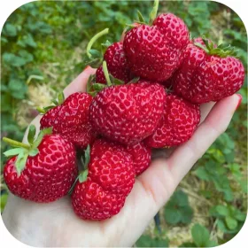   Gozdni Jagodičevje Maline Najboljše Najslajše Sadike Jagod 5-20 cm