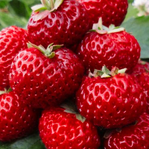 Truskawka Malinowa FRIGO 10 sadik