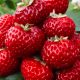 Truskawka Malinowa FRIGO 10 sadik