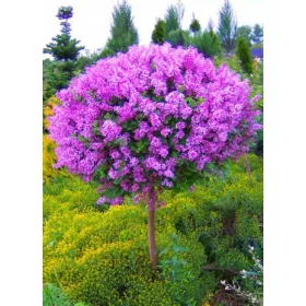   Lila drevesa Meyera 'Palibin' v posodi 1-2l, 80-120 cm