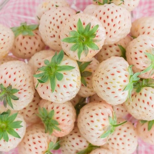 Strawberry White Pineapple Pineberry Very Sweet Frigo