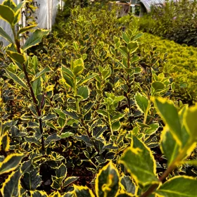 Ostrokrzew kolczasty 'Rubricaulis Aurea'