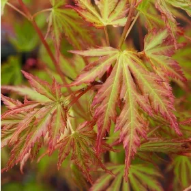 Klonske sadike v 2-3 litrski posodi 80-120 cm