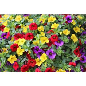 Paket Surfinia 4x Surfinia Petunia Calibrachoa Million Bells