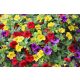 Paket Surfinia 4x Surfinia Petunia Calibrachoa Million Bells