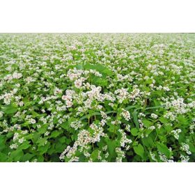 Semena ajde 10 kg + 2 kg brezplačno