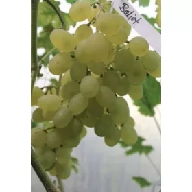 15225542544