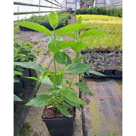 Hortenzija Living Summer Love v posodi 2L