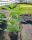 Hortenzija Living Summer Love v posodi 2L