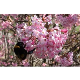 Kaline Dawn v 2-3 litrski posodi 40-60 cm