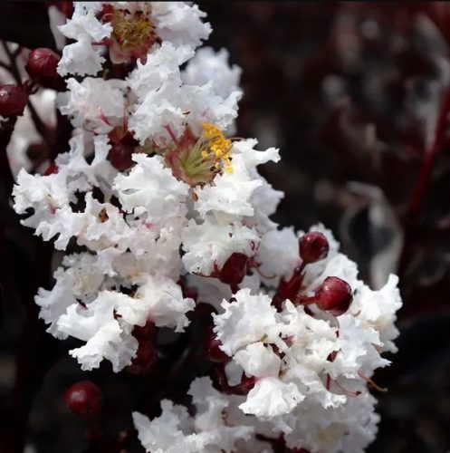 Lagerstroemia Black Diamond - Čista bela bela P9