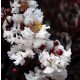 Lagerstroemia Black Diamond - Čista bela bela P9