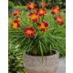 Rdeča lilija Dnevna lilija Red Rib Hemerocallis trajnica