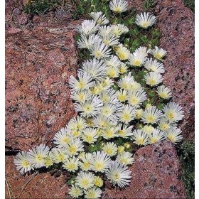 Sončnična preproga visokogorje