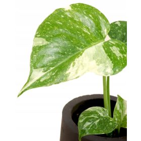   Monstera Thai Constellation S - mlade sadike Zbirateljske rastline DØ6