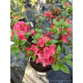 Azaleje Japonica - Pisane Sadike v Posodi 1-2l, 25-35 cm