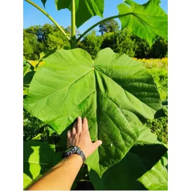 Paulovnija Oxytree Zagotovljeno