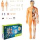 Anatomski model človeškega telesa s 3D okostjem in notranjimi organi