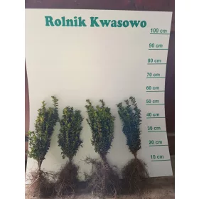 Zimzeleni buksus z golimi koreninami 40-45 cm