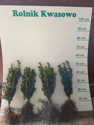 Zimzeleni buksus z golimi koreninami 40-45 cm