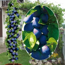   Kolumnasta sliva 'Madžarska Dąbrowicka' v loncu 2-3l 130-150 cm