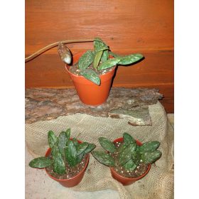 HOYA SIGILLATIS sadika v posodi 0,5-1l