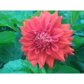 ebulice rdečih dalij