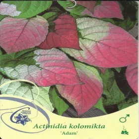   Aktinidija pestra, mini kivi 'Adam' Actinidia kolomikta