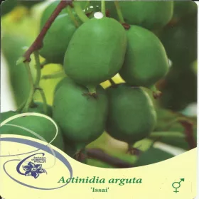Ostrolistna aktinidija, mini kivi ISSAI Actinidia arguta