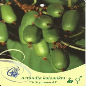   Akatinidija pisana, mini kivi DR SZYMANOWSKI Actinidia kolomikta