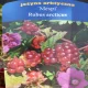 Sadika arktične maline MESPI Rubus arcticus 2-3l 10-15 cm