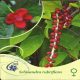 Rdečecvetna šisandra ženska, Schisandra rubriflora F