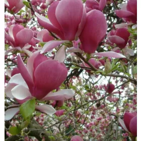   Magnolija Soulangeana sadike v posodi 3l - čudovit dodatek za vaš vrt