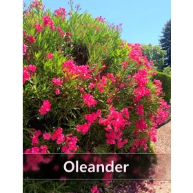 Oleander XXL ROZA v lončku